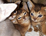 Кошки в Ижевске: Абиссинские малыши, 10 000 руб. - фото 1