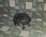 Собаки в Прохладном: Такса(кобель) вязка. Мальчик, 3 000 руб. - фото 2