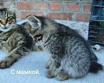 Кошки в Новочеркасске: Котенок девочка ищет любящих и добрых хозяев Девочка, Бесплатно - фото 2