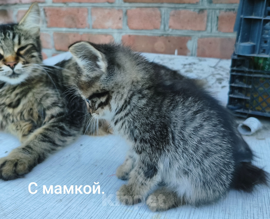 Кошки в Новочеркасске: Котенок девочка ищет любящих и добрых хозяев Девочка, Бесплатно - фото 2