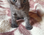 Кошки в Химках: Котик Мальчик, 1 руб. - фото 1