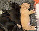 Собаки в Долгопрудном: Американские булли покет Мальчик, 100 000 руб. - фото 3