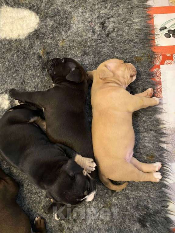 Собаки в Долгопрудном: Американские булли покет Мальчик, 100 000 руб. - фото 3