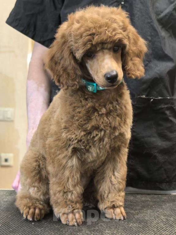 Собаки в Нижнем Новгороде: Щенок среднего пуделя кобель Мальчик, 200 000 руб. - фото 2