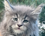Кошки в Санкт-Петербурге: Мейн кун котята  Мальчик, 60 000 руб. - фото 1