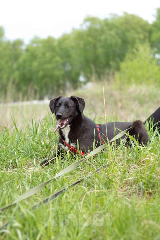 Собаки в Москве: Дэя Девочка, Бесплатно - фото 3