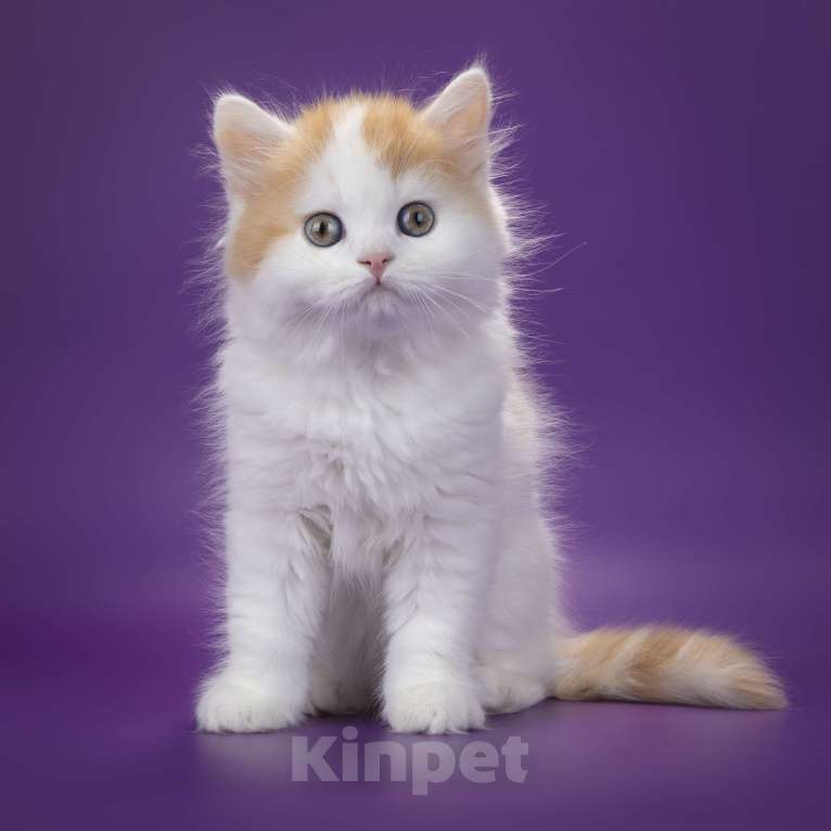 Кошки в Кисловодске: Шотландские котята Мальчик, 30 000 руб. - фото 8