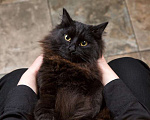 Кошки в Москве: Большой и пушистый черный кот, как у Булгакова Мальчик, 1 руб. - фото 3