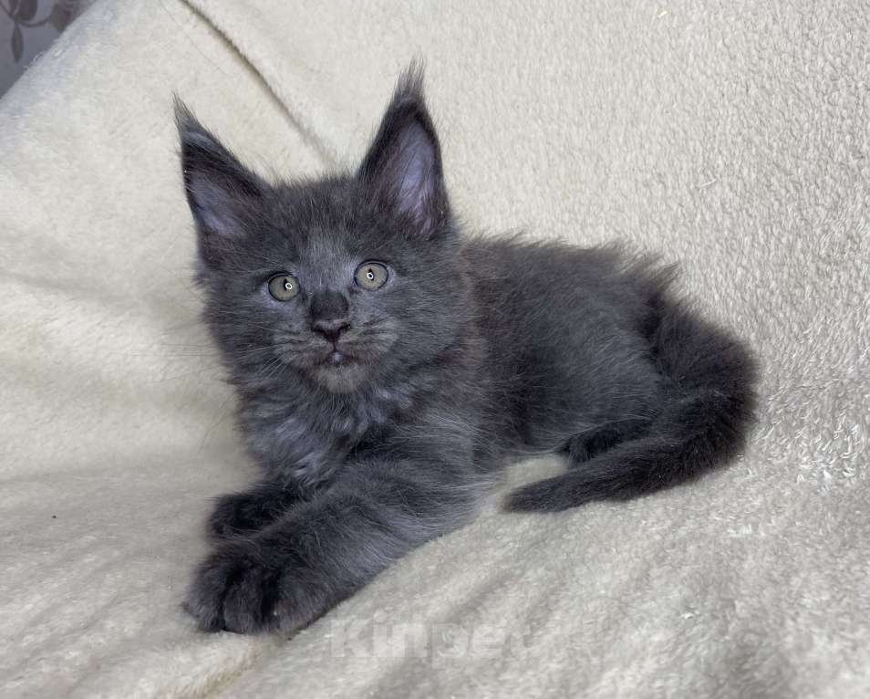 Кошки в Дмитрове: Голубой солидный мальчик мейн кун Willis Мальчик, 40 000 руб. - фото 6