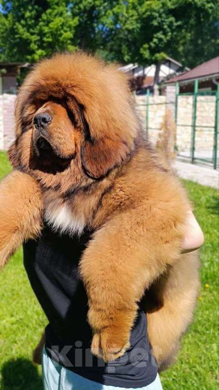 Собаки в Котельнике: Тибетский Мастиф. Девочки. Людей не едят Девочка, 150 руб. - фото 5