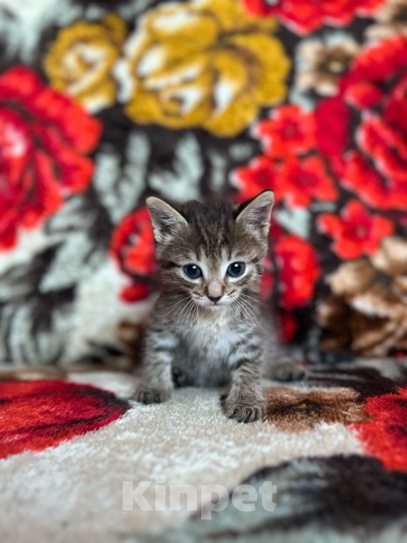 Кошки в Краснослободске: Нюша Девочка, 5 руб. - фото 1