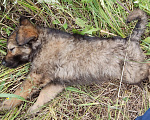 Собаки в Барнауле: Щенок, пушистый, мягкий Мальчик, Бесплатно - фото 2