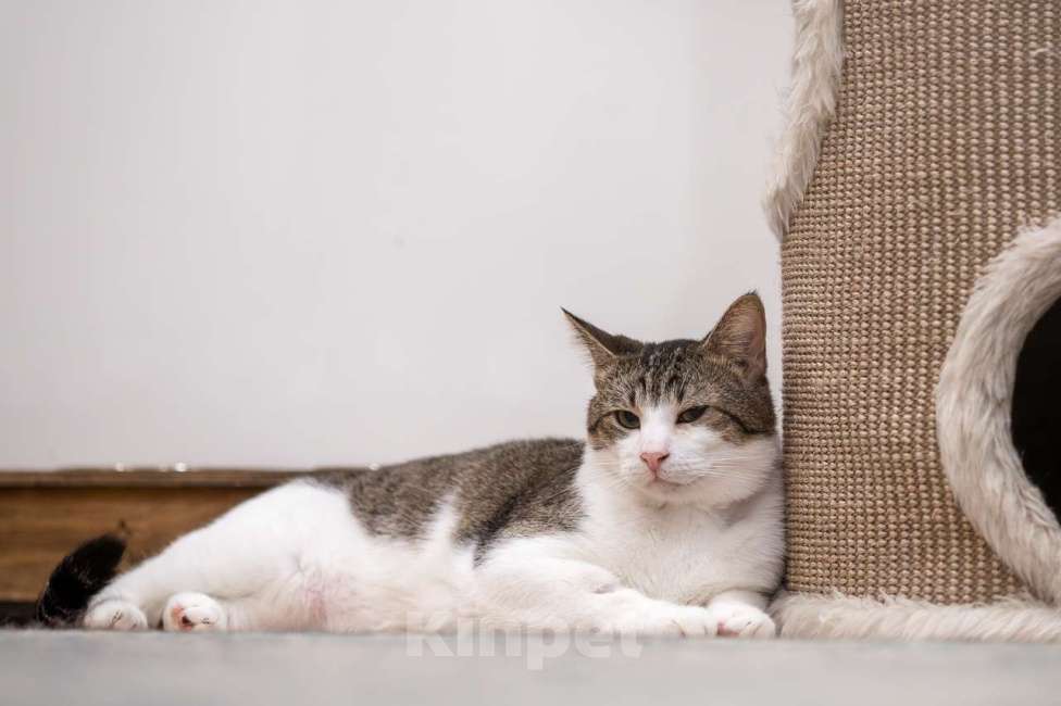 Кошки в Москве: кот Какао в добрые руки Мальчик, Бесплатно - фото 3