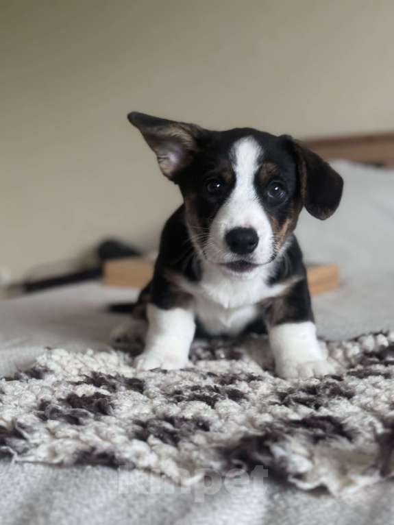 Собаки в Курске: Вельш корги кардиган Мальчик, 50 000 руб. - фото 2