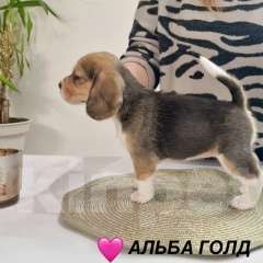 Собаки в Челябинске: Щенки бигля от Чемпионов РКФ бигле родителей Девочка, Бесплатно - фото 3