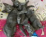 Кошки в Новороссийске: Котятки в добрые руки!!! Разнополые, Бесплатно - фото 4