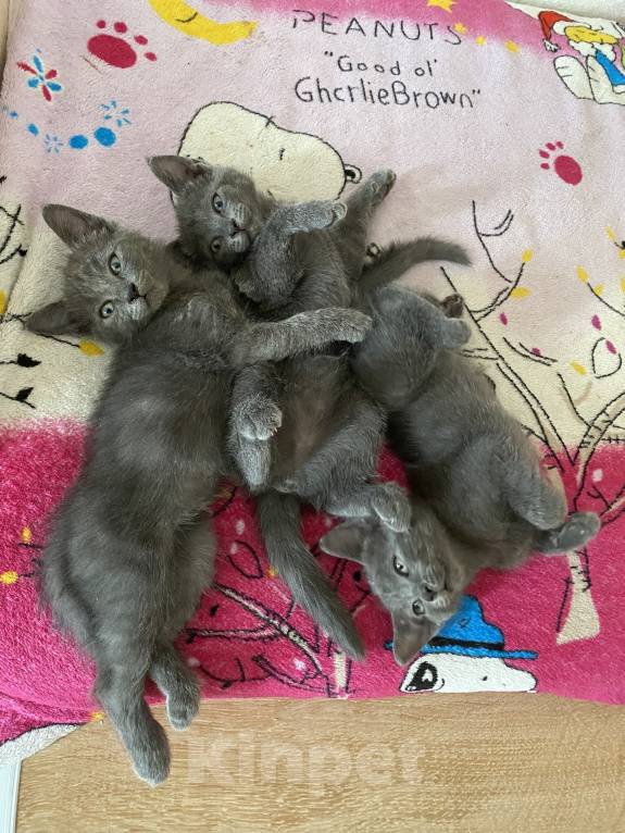 Кошки в Новороссийске: Котятки в добрые руки!!! Разнополые, Бесплатно - фото 4