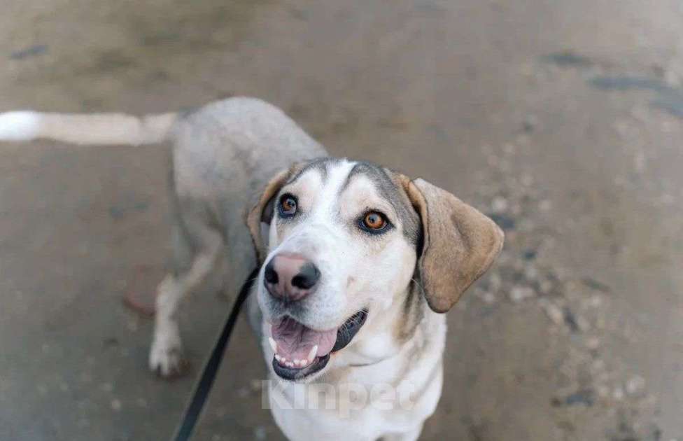 Собаки в Москве: Три года надежды в глазах Рэя. Мальчик, Бесплатно - фото 3