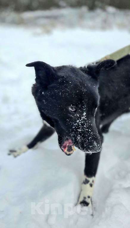 Собаки в Королеве: Щенок Джус ищет дом Мальчик, Бесплатно - фото 10