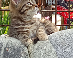 Кошки в Михайловске: Котята, в добрые руки  Девочка, Бесплатно - фото 2