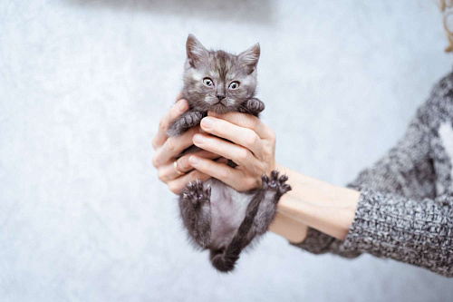 Котята-метисы ищут дом!