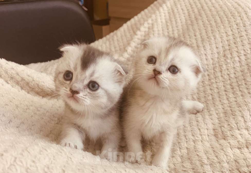 Кошки в Москве: Шотландский мальчик Scottish straight Мальчик, 7 000 руб. - фото 6