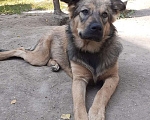 Собаки в Москве: Гретта Девочка, Бесплатно - фото 3