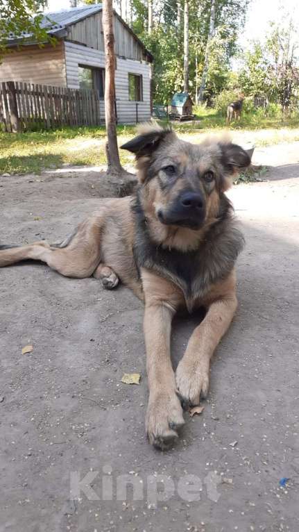 Собаки в Москве: Гретта Девочка, Бесплатно - фото 3