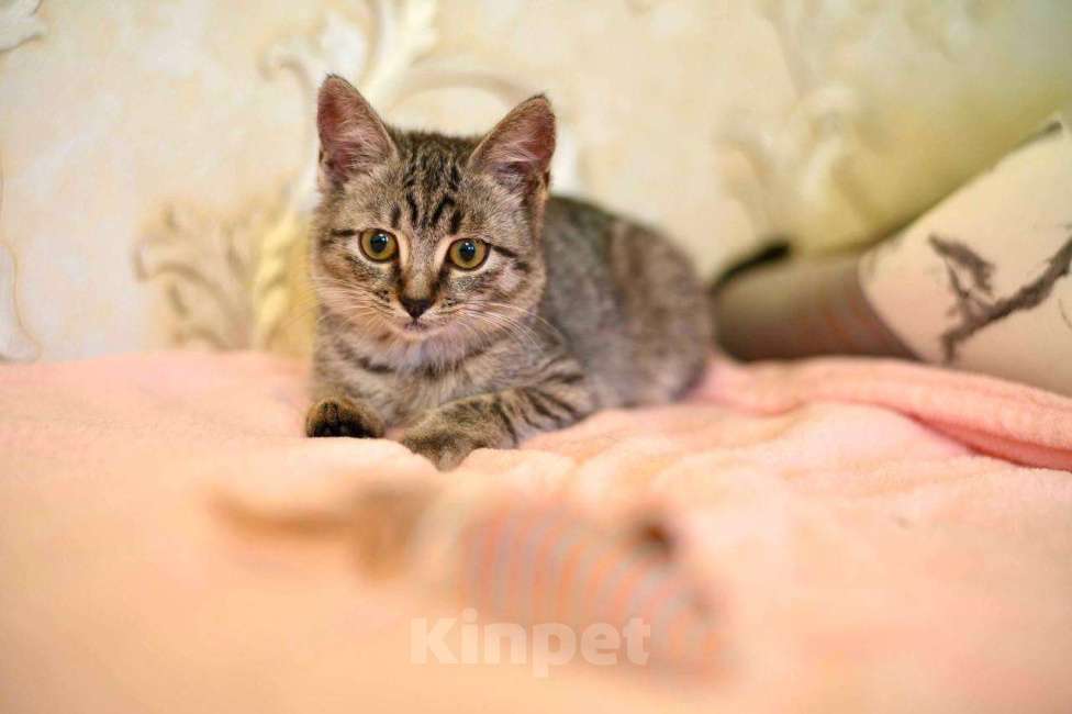 Кошки в Москве: Малышка Мелисса ищет семью Девочка, Бесплатно - фото 5