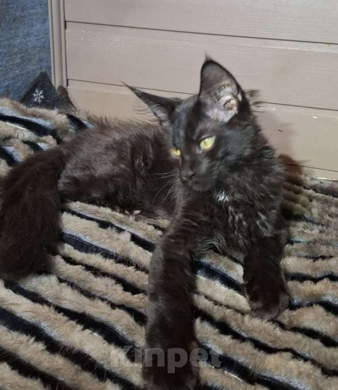 Кошки в Санкт-Петербурге: котята мейн кун Девочка, 40 руб. - фото 10