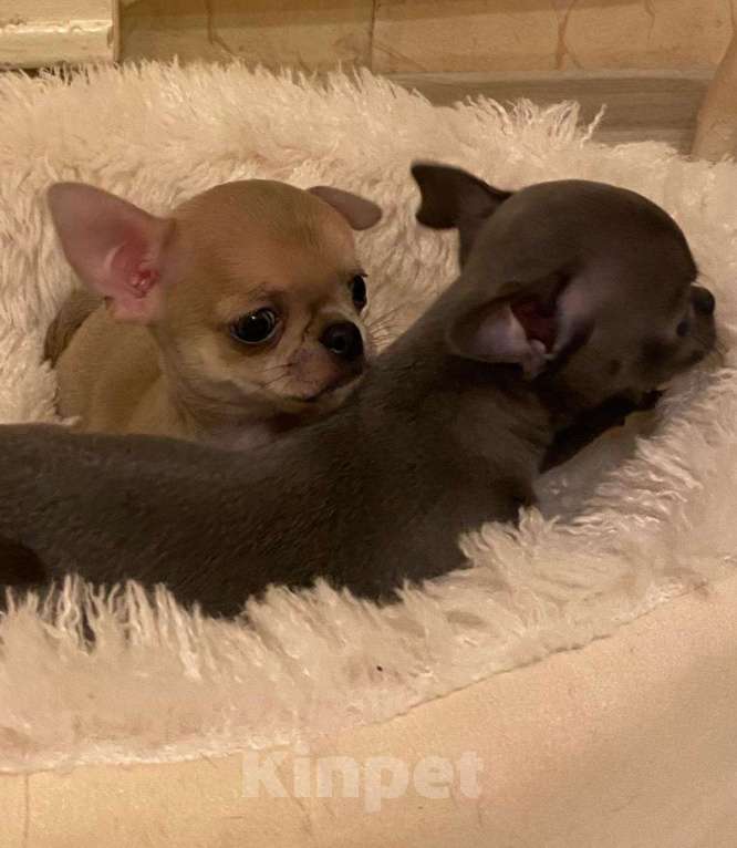 Собаки в Москве: Малыш чихуахуа Евгеша Мальчик, 50 000 руб. - фото 2