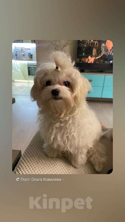 Собаки в Новокузнецке: Мальтезе милашка мальчик Мальчик, 37 000 руб. - фото 5