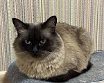Кошки в Чебоксарах: Сиамская пушистая в добрые руки Девочка, Бесплатно - фото 3