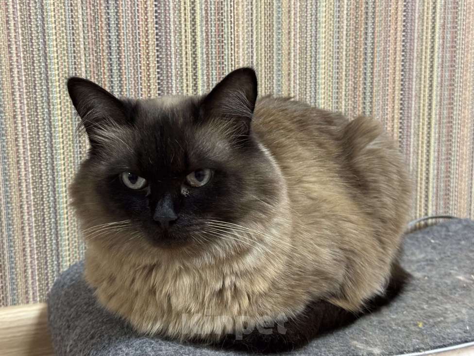 Кошки в Чебоксарах: Сиамская пушистая в добрые руки Девочка, Бесплатно - фото 3