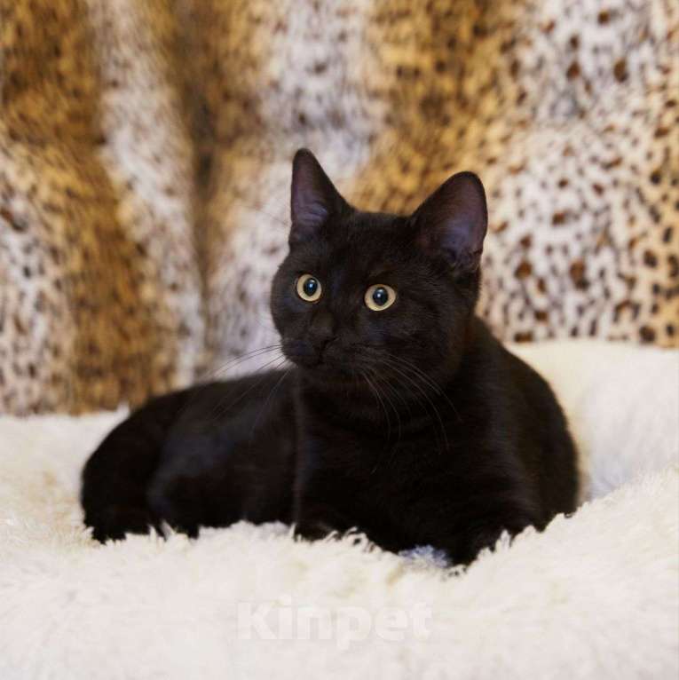 Кошки в Москве: Черного котика выкинули в подъезд 🆘️ Срочный поиск дома Мальчик, Бесплатно - фото 2