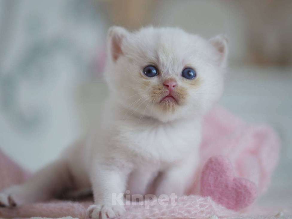 Кошки в Москве: Британский мальчик Фан-Фан Мальчик, 100 000 руб. - фото 2