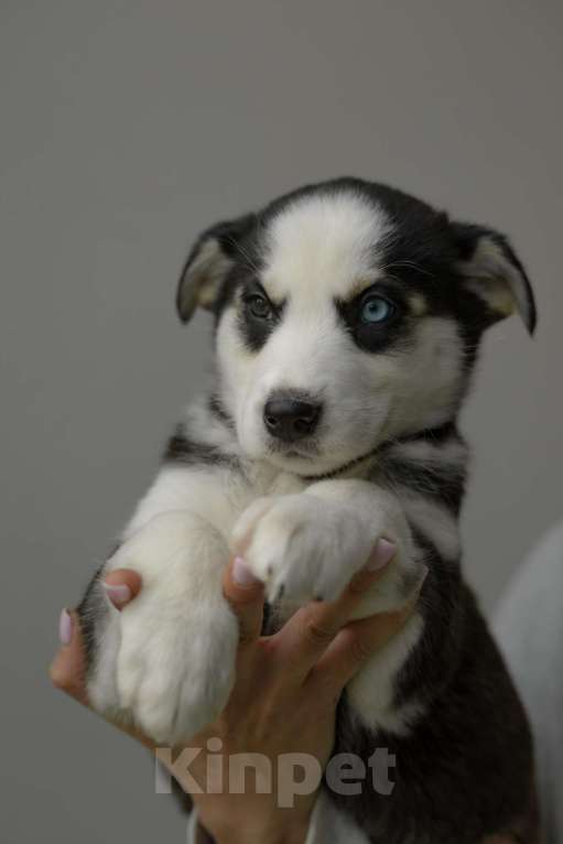 Собаки в Москве: Щенок белый с черными пятнами голубые глаза ищет дом Девочка, Бесплатно - фото 4