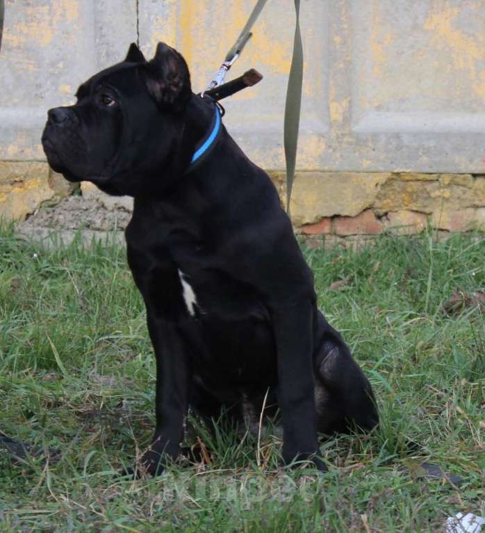 Собаки в Армавире: Мальчик кане Корсо Мальчик, 45 000 руб. - фото 2