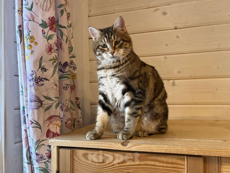 Кошки в других городах Московской области: Курильский бобтейл короткошерстный  Мальчик, 15 000 руб. - фото 5