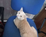 Кошки в Егорьевске: Потерялся кот Мальчик, 3 000 руб. - фото 1