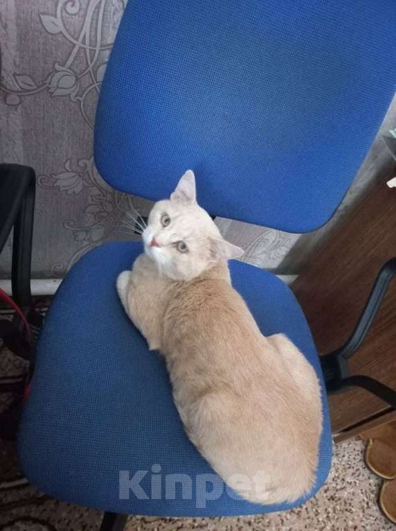Кошки в Егорьевске: Потерялся кот Мальчик, 3 000 руб. - фото 1