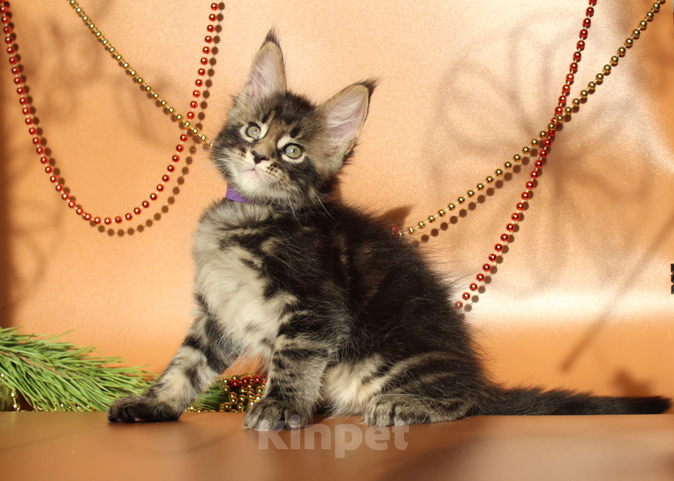 Кошки в Екатеринбурге: Котёнок мейн-кун Цезарь Мальчик  Мальчик, 50 000 руб. - фото 10