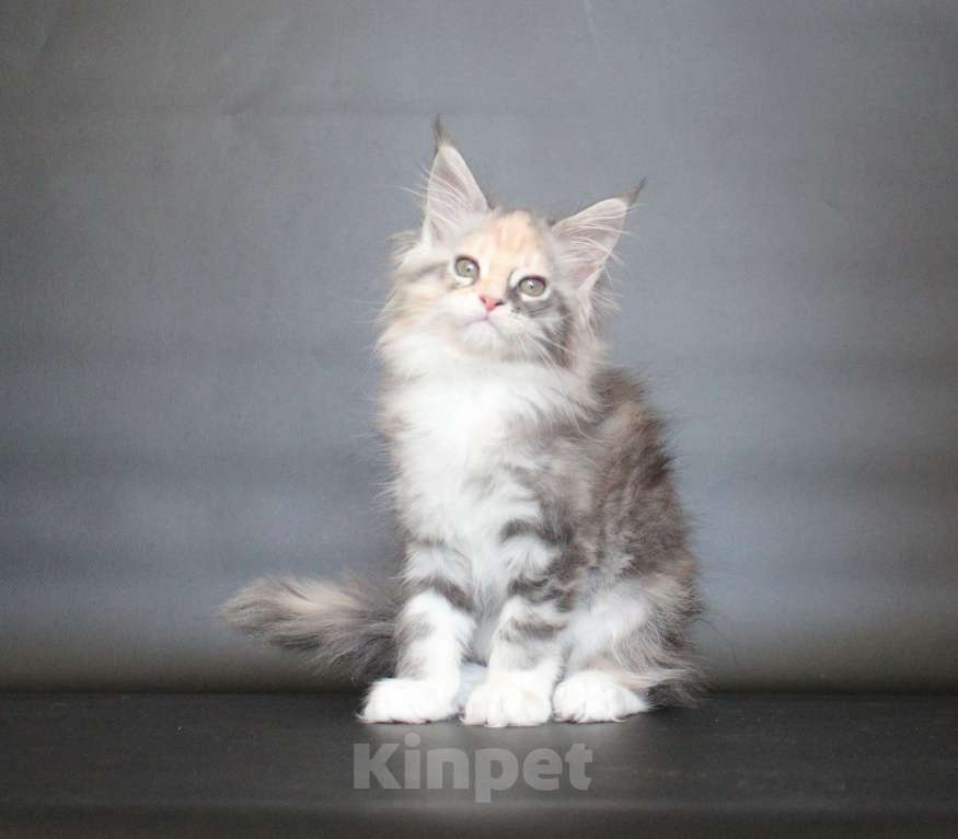 Кошки в Екатеринбурге: Деметра девочка пушистая Девочка, 35 000 руб. - фото 6