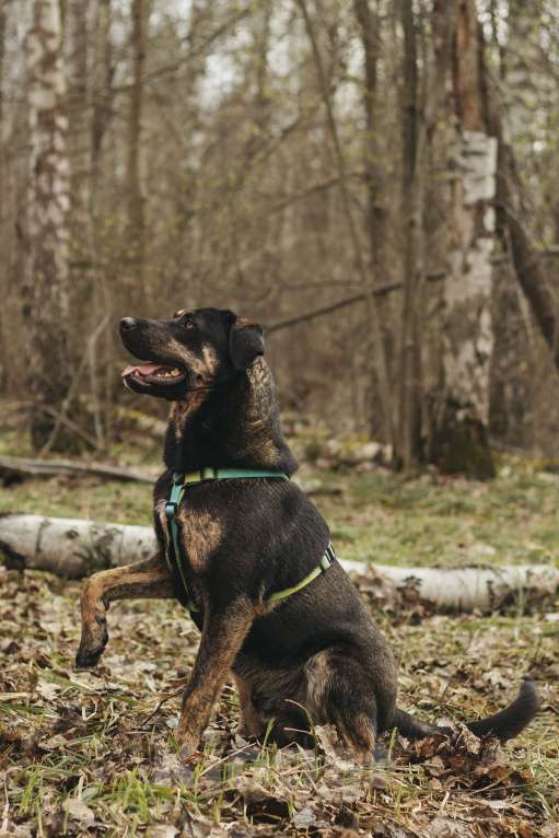 Собаки в Москве: Щенок в добрые руки Мальчик, Бесплатно - фото 3