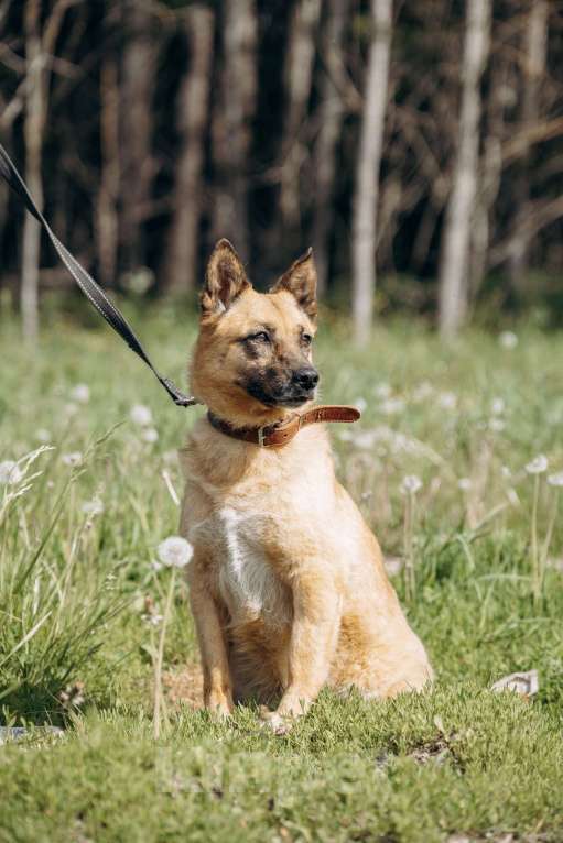 Собаки в Москве: Небольшая рыжая лисичка в добрые руки Мальчик, Бесплатно - фото 2