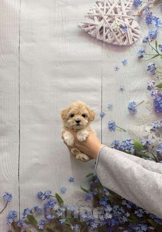 Собаки в Москве: Милая малышка мальтипу Девочка, 70 000 руб. - фото 1