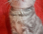 Кошки в Калуге: Шотландские котята Девочка, 30 000 руб. - фото 7