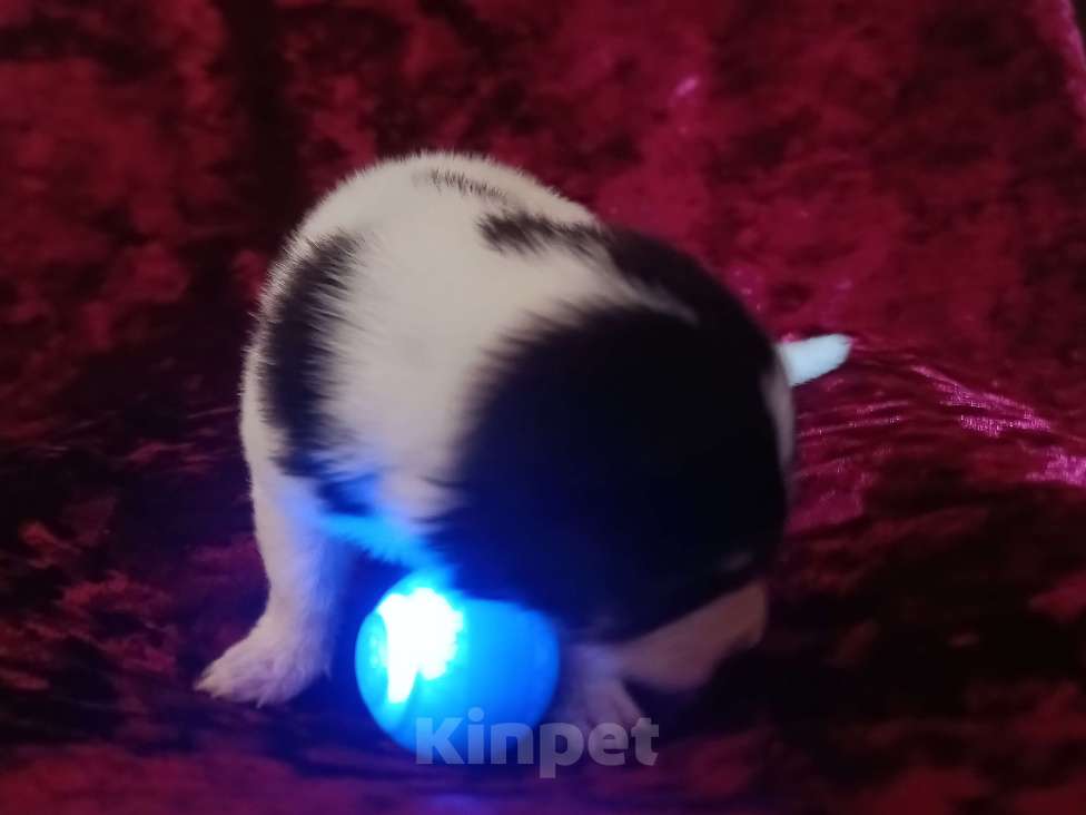 Собаки в Астрахани: Щеночек нуждается в семье и любви Девочка, Бесплатно - фото 4