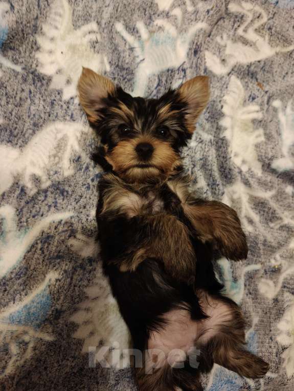 Собаки в Клине: Щенки йориков Мальчик, 20 000 руб. - фото 5