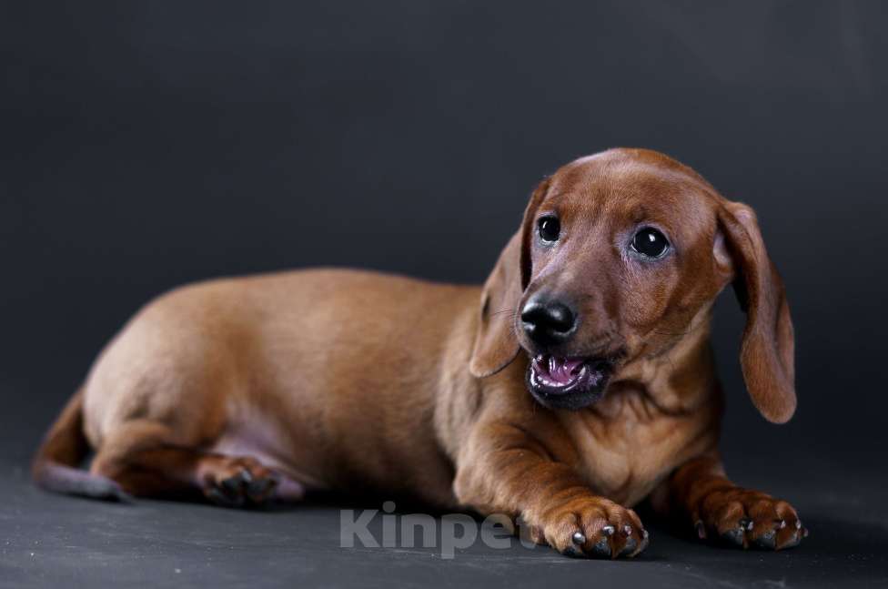 Собаки в Жуковском: Такса миниатюрная гладкошерстная Мальчик, 50 000 руб. - фото 5